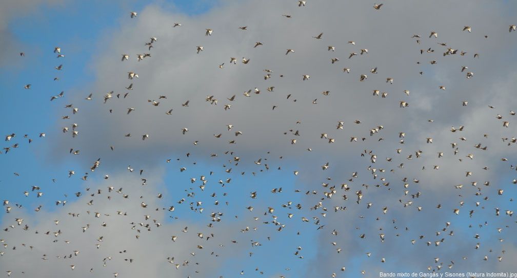 Observación de Aves en La Mancha y Sierra Morena: Programas de jornada completa en 4×4