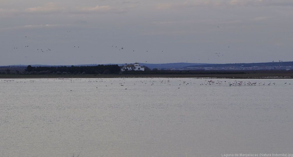 Laguna de Manjavacas