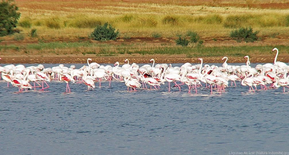 Bandada de Flamencos en La Mancha