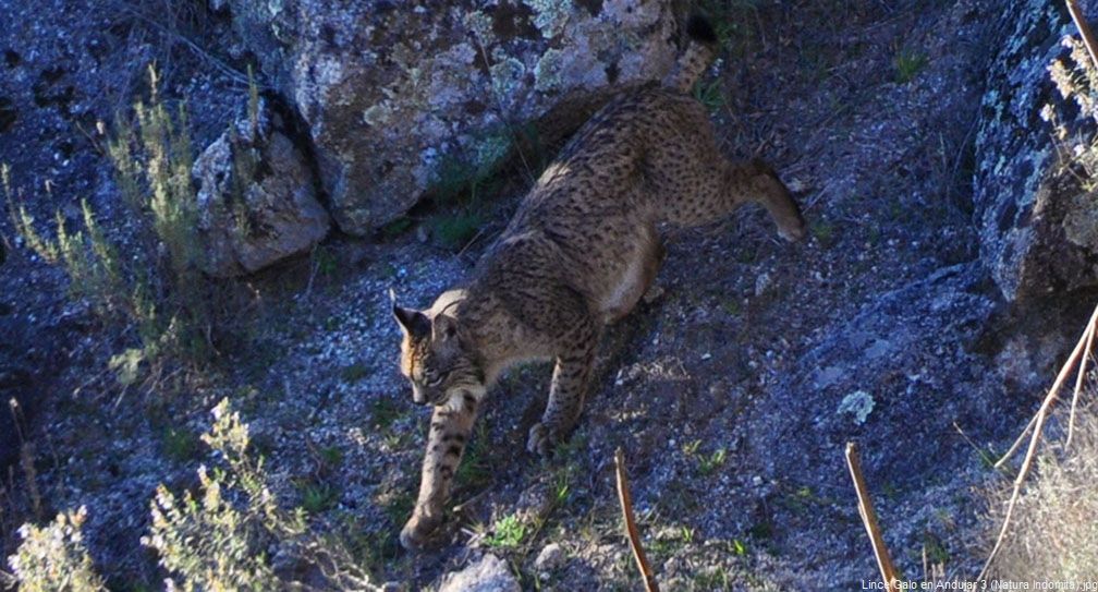 Lince Ibérico