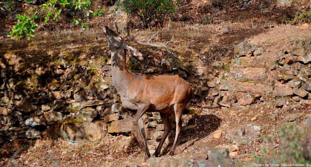 La berrea de los ciervos en el Valle de Alcudia
