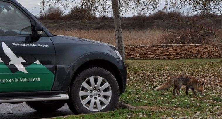 Zorro junto a nuestro coche en el Parking de las Tablas de Daimiel